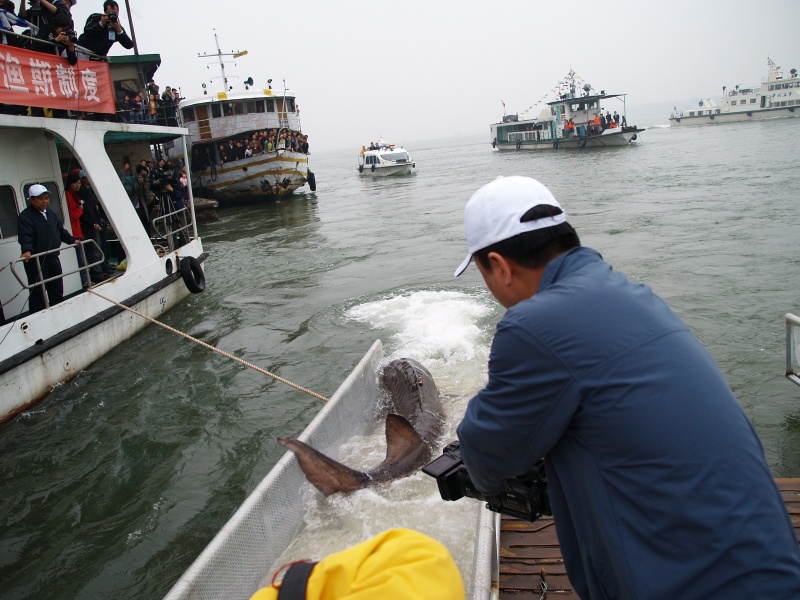 康复后野生中华鲟放流